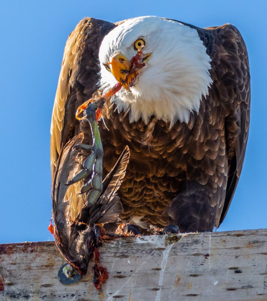 Dining On Coot - Jeff Thompson